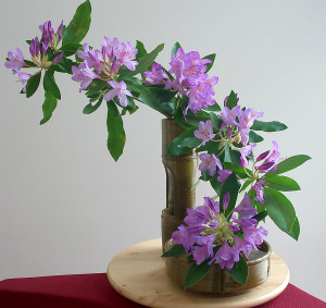 Le printemps des rhododendrons.